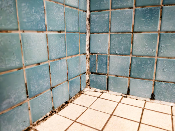Best Biohazard Mold Removal  in Moodus, CT