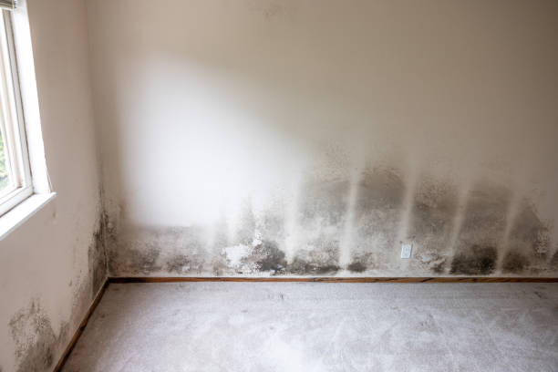 Mold Remediation for Rental Properties in Moodus, CT