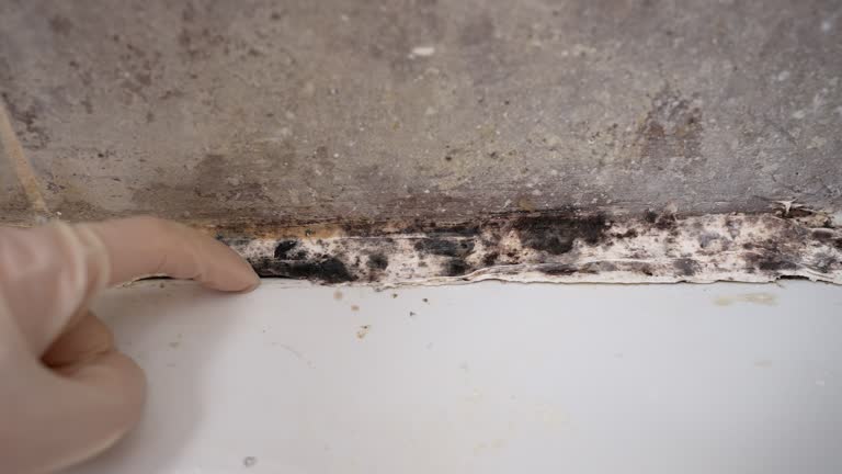 Reliable Moodus, CT Mold Removal Solutions