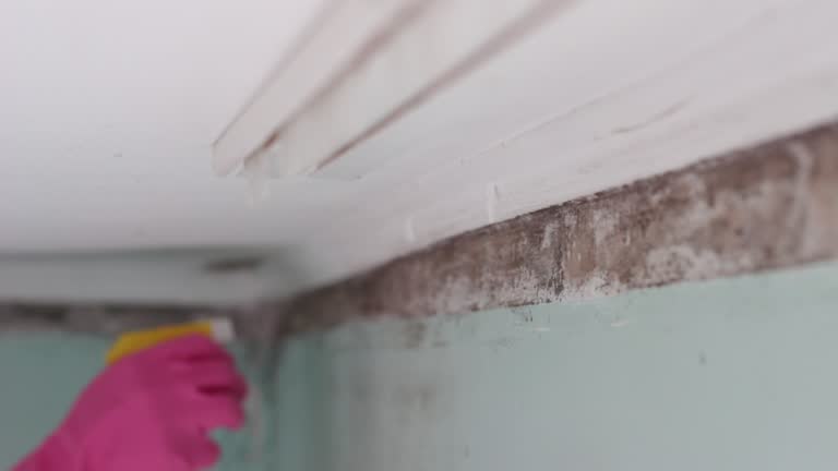 Mold Documentation for Insurance Claims in Moodus, CT